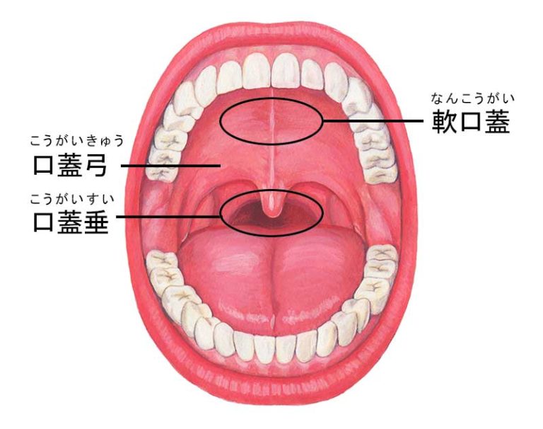 いびきの【レーザー治療】について（2024年7月 最新版） | 大阪本町メディカルクリニック【睡眠科】